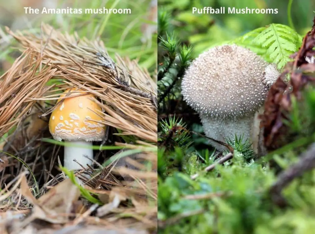 Are Puffball Mushrooms Dangerous 