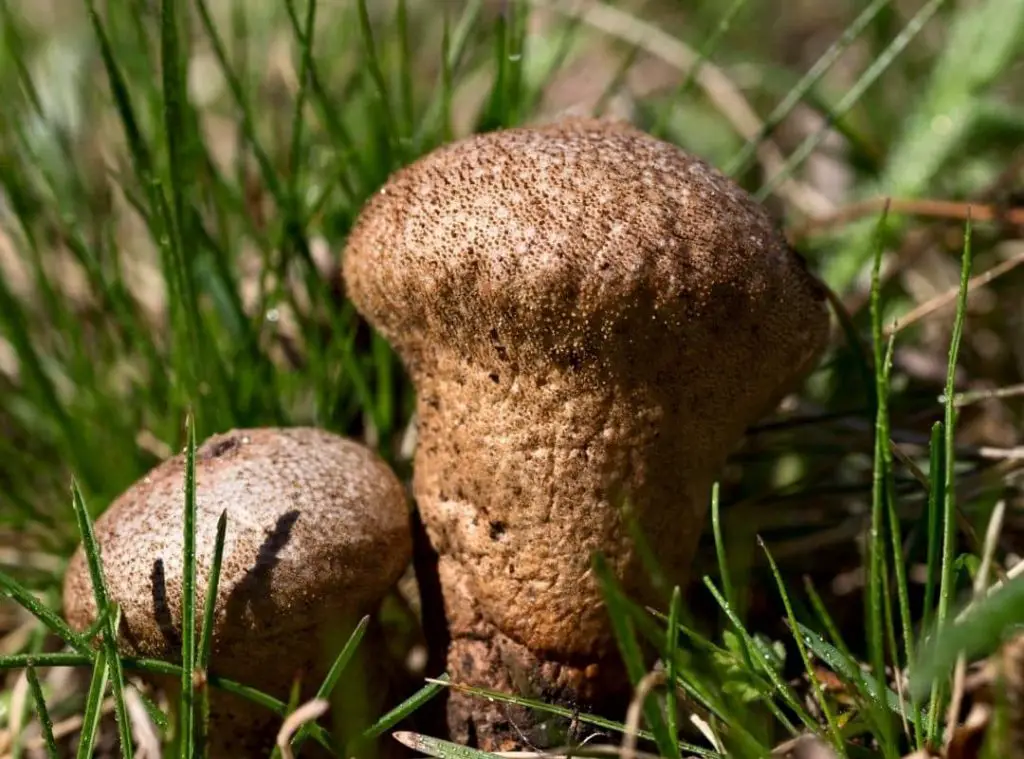 Are Puffball Mushrooms Dangerous 