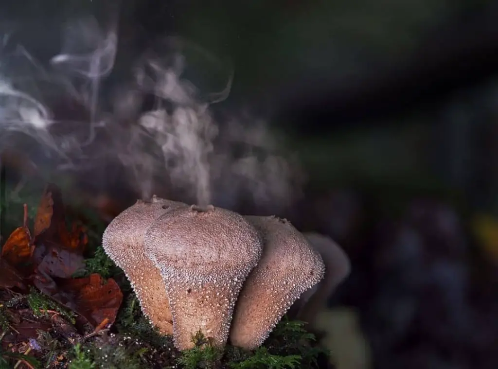 Do Mushroom Spores Go Bad 