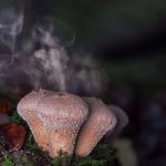 Do Mushroom Spores Go Bad
