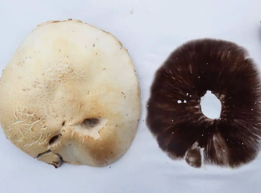Do Mushroom Spores Go Bad 