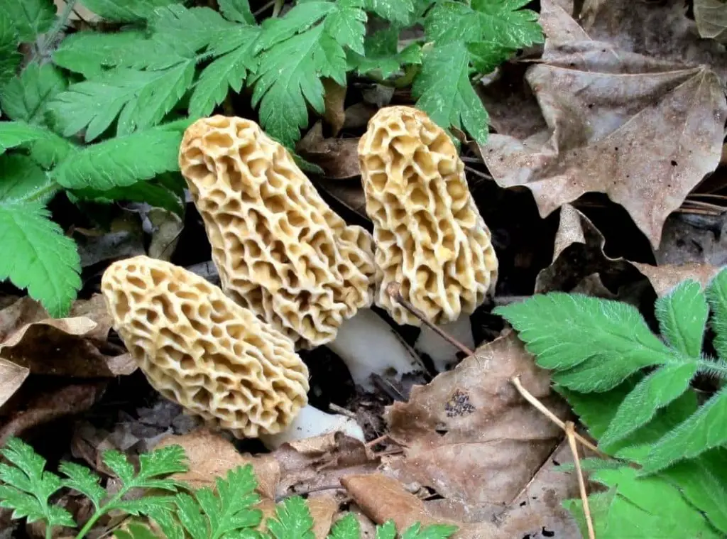 Is There A Poisonous Mushroom That Looks Like A Morel