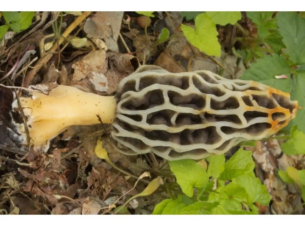 yellow morel mushroom