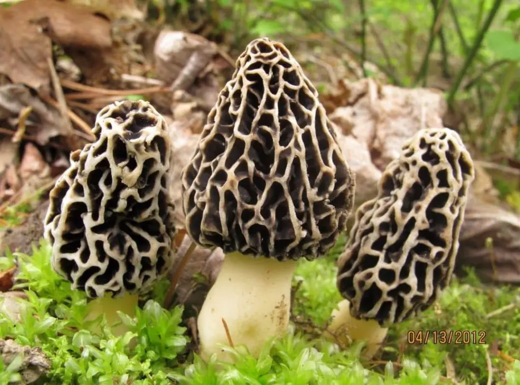 yellow morel mushroom