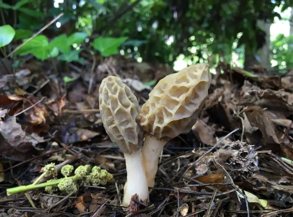 yellow morel mushroom