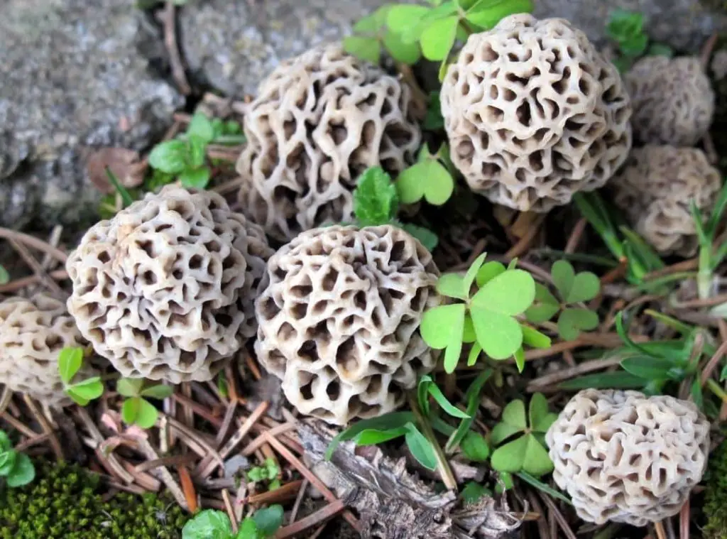 yellow morel mushroom