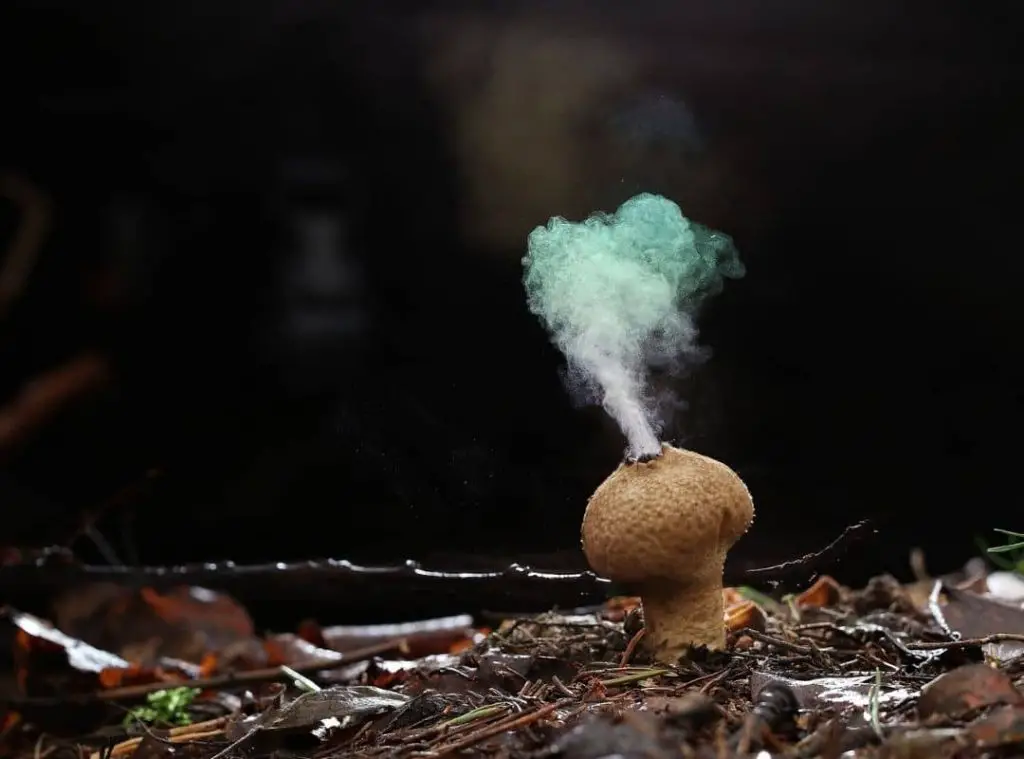 What Kills Mushroom Spores 