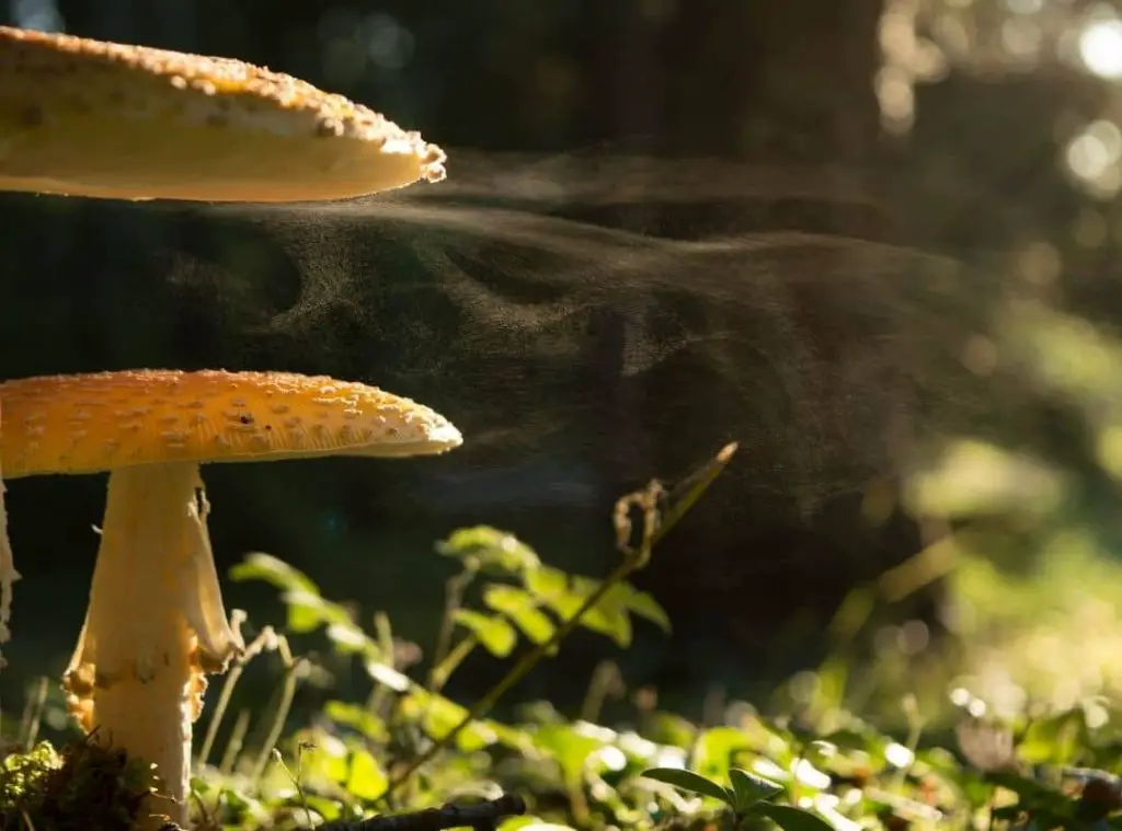 What Kills Mushroom Spores 
