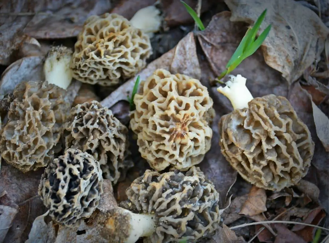 How Long Does It Take For Morels To Grow ? ( 2 Weeks!! ) Pointer Verse