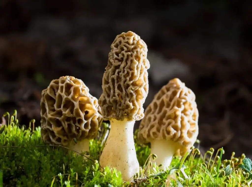 How Long Does It Take For Morels To Grow