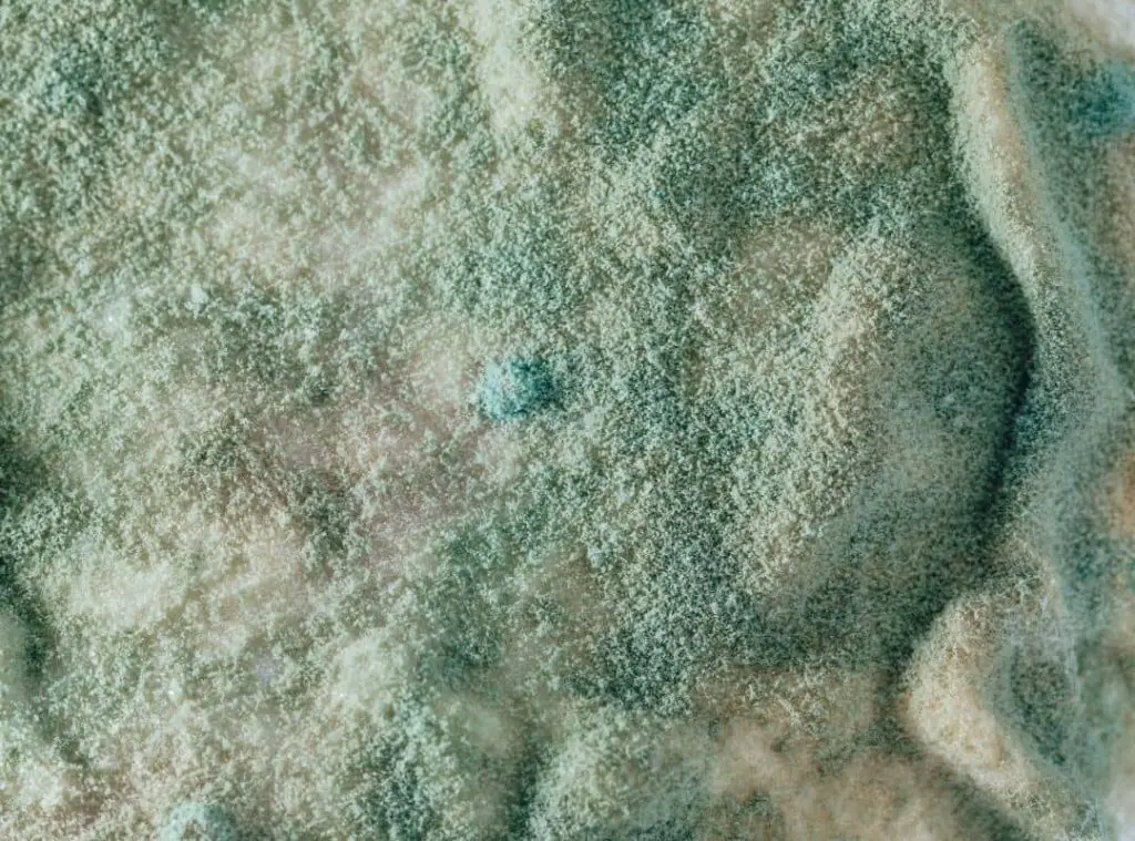 Blue Mold On Mushroom Cakes 