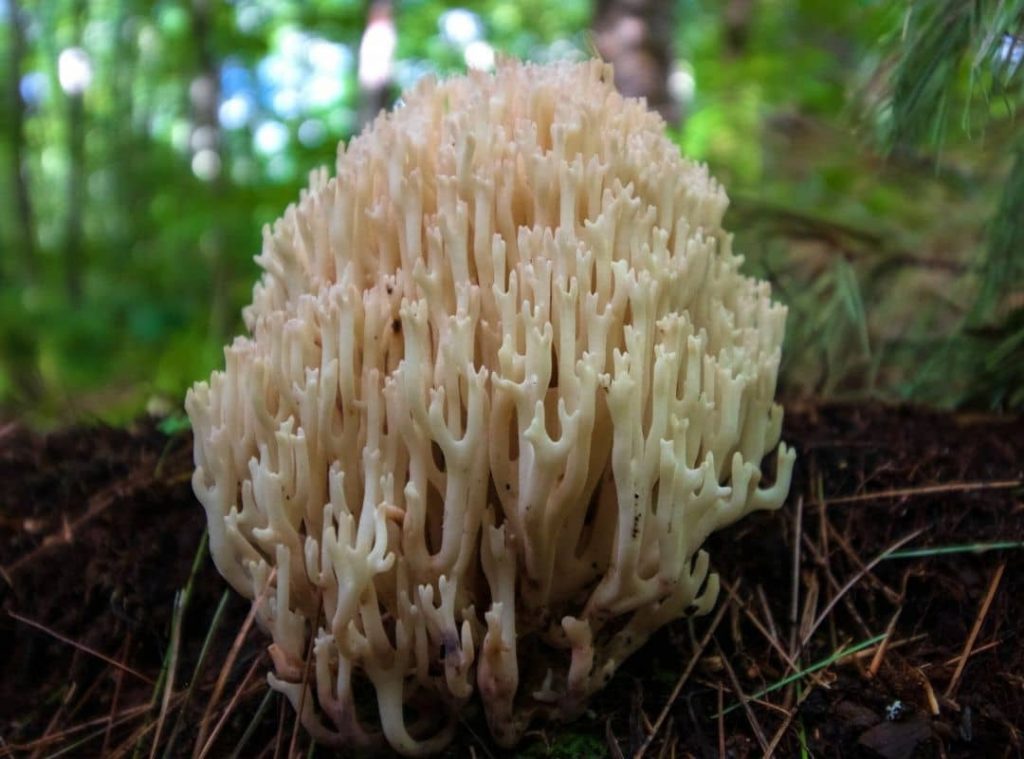 Coral Mushroom Edible