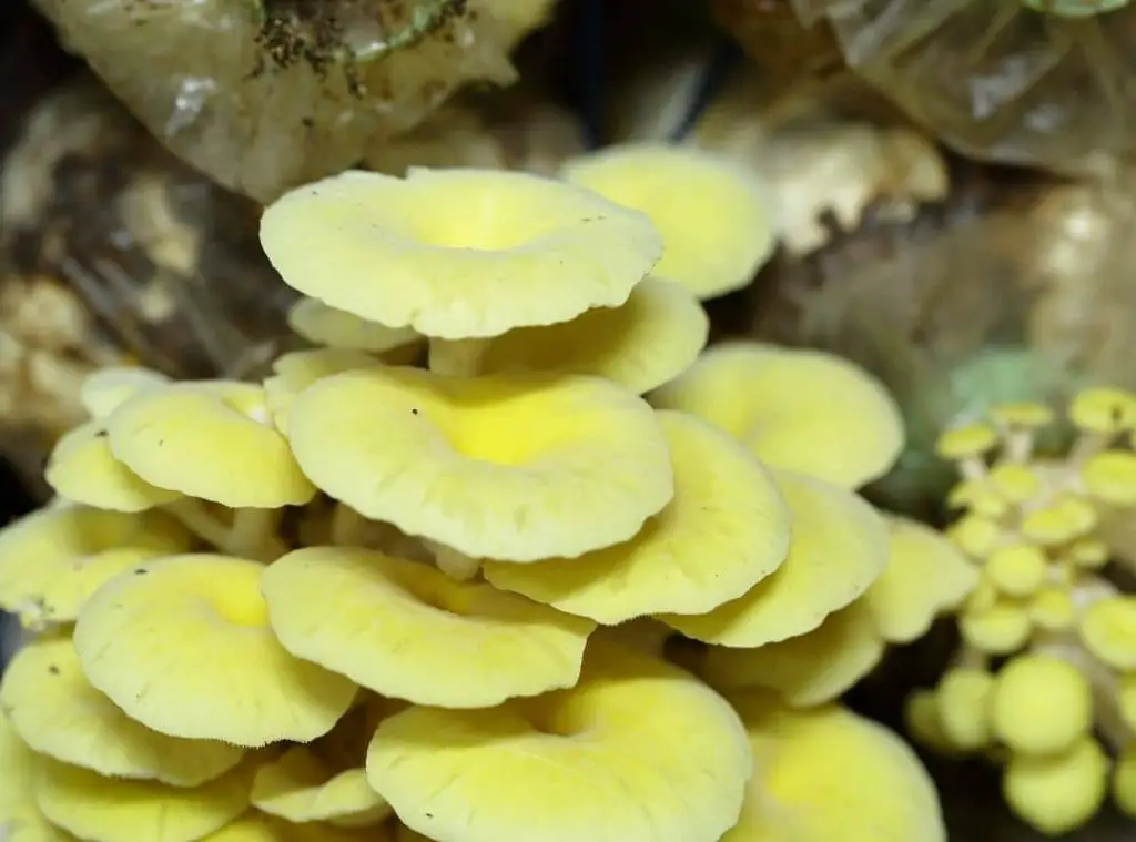 Oyster Mushrooms Turning Yellow