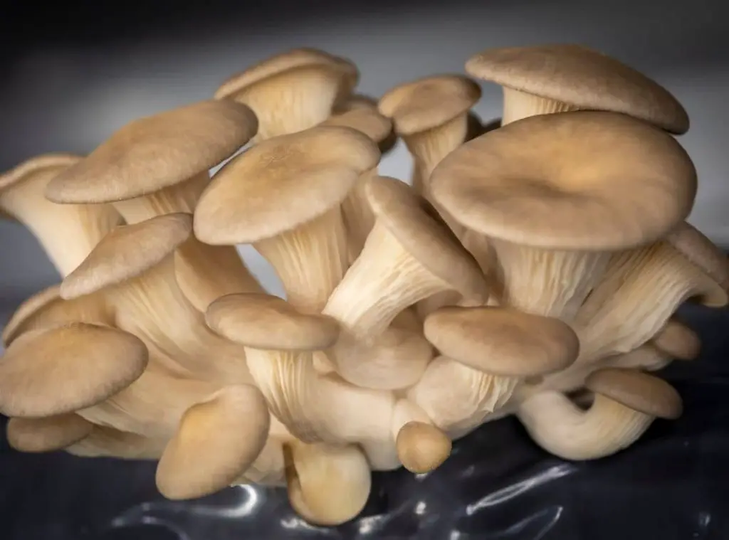 Common Mushroom Growing Problems