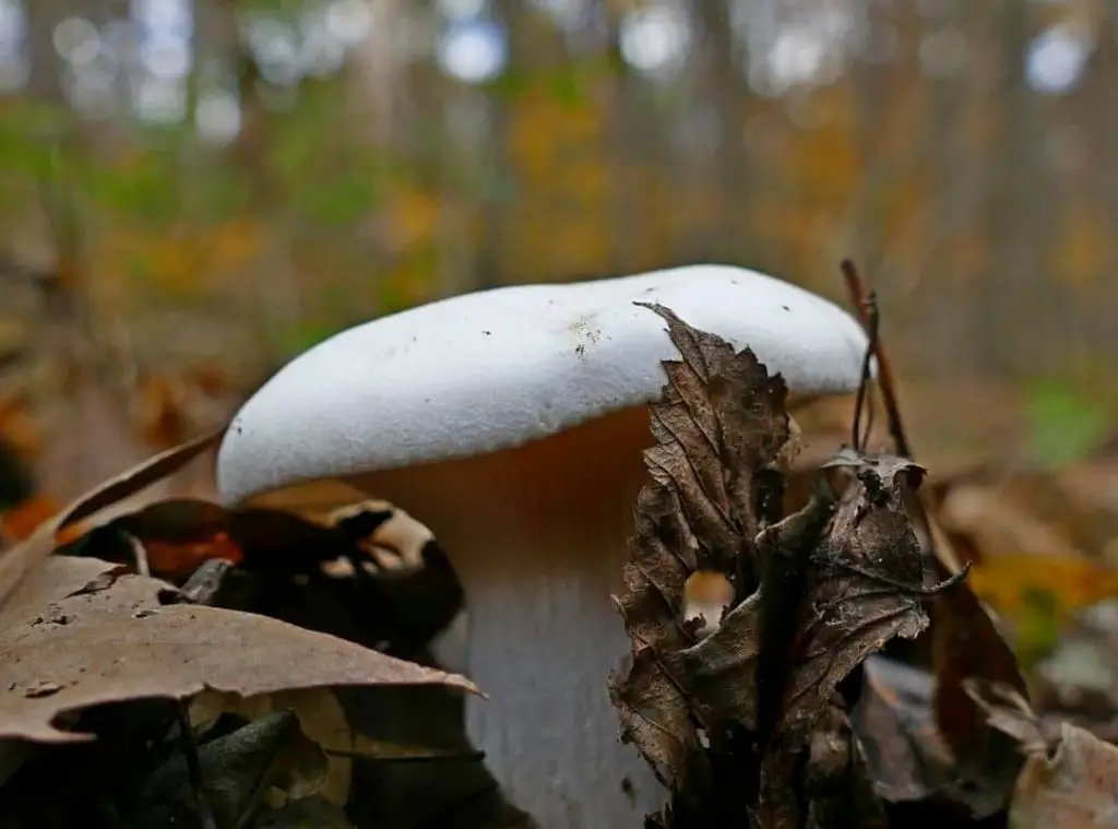 Trich In Mushrooms