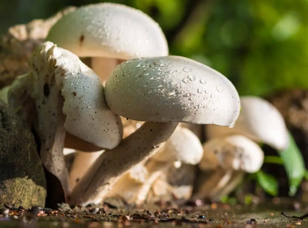 mushroom supplement benefits