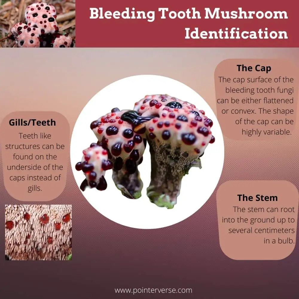 Bleeding Tooth Mushroom infographic 