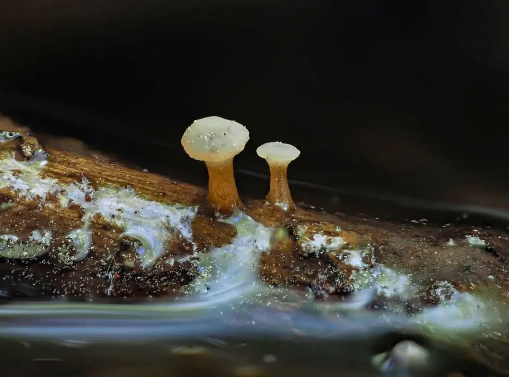 Blue Oyster Mushroom Pinning 