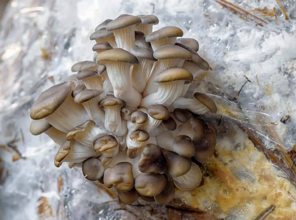 Blue Oyster Mushroom Pinning 
