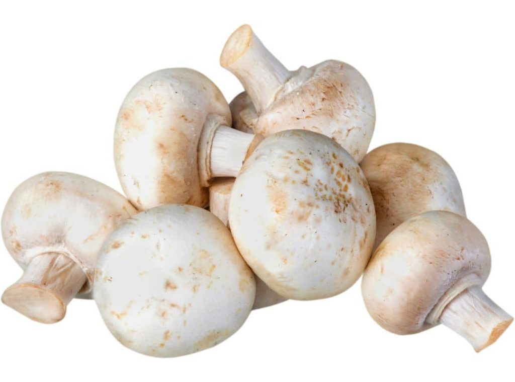 Common Mushroom Growing Problems