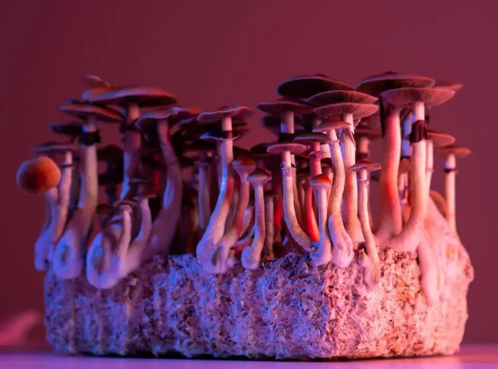 Growing Mushrooms In Closet 