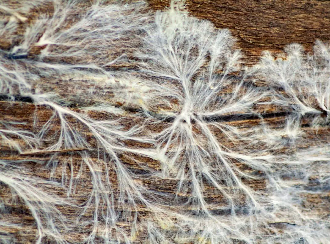 how-to-tell-when-mycelium-is-fully-colonized-pointer-verse