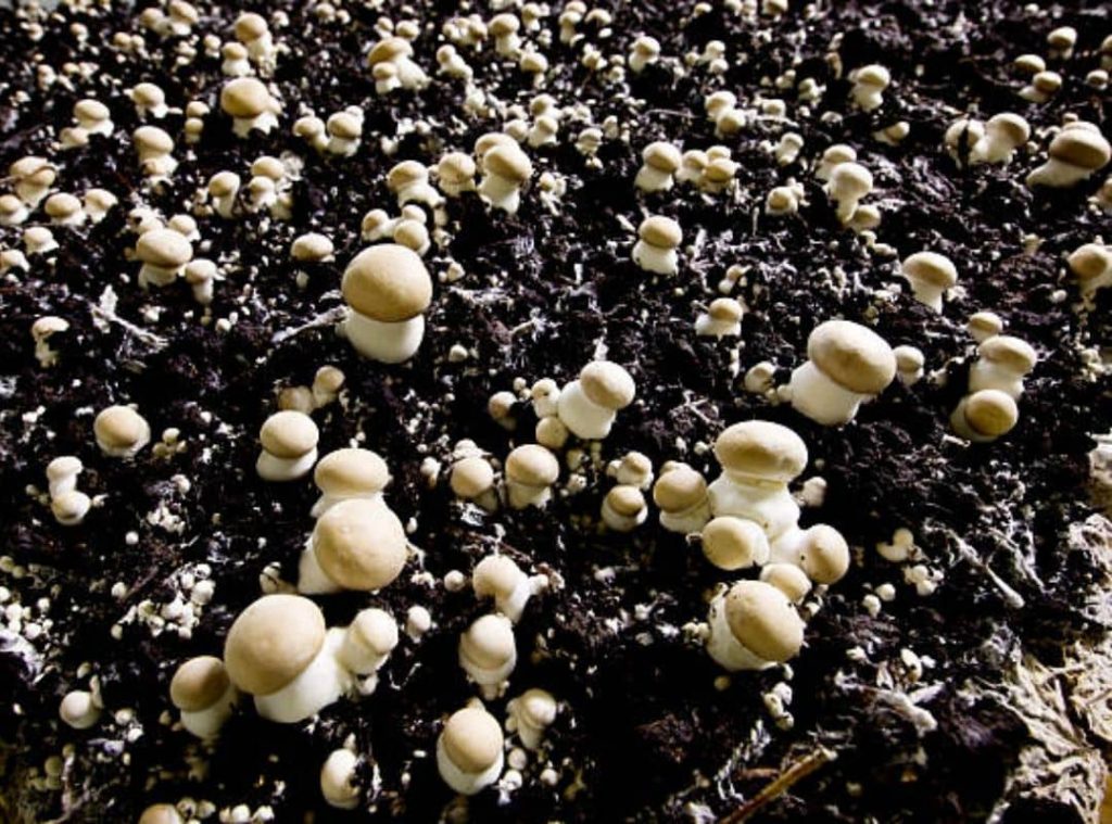 Mushroom Casing Soil