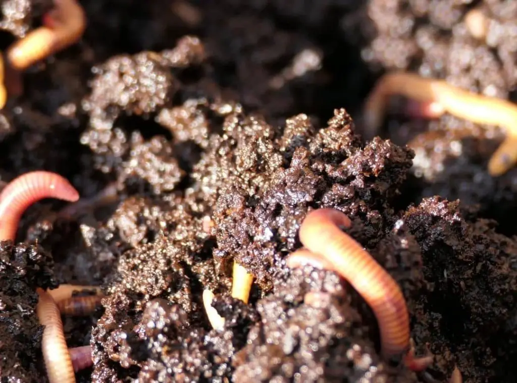 How To Avoid Maggots In Compost Bin