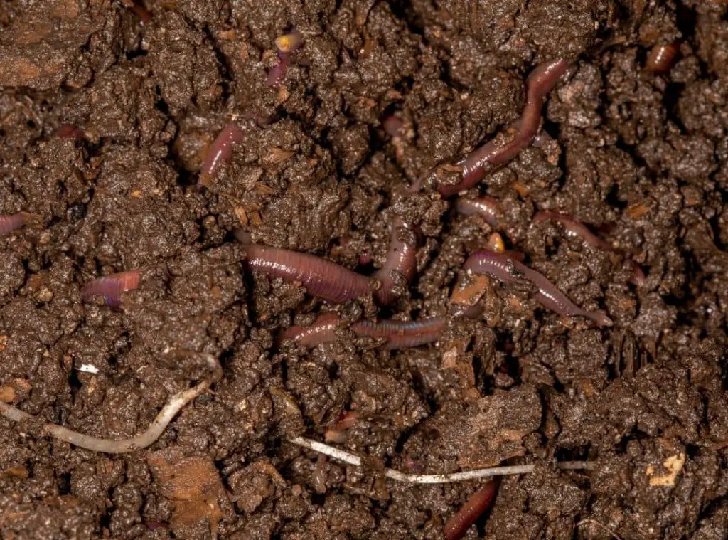 Can I Use Earthworms For Composting