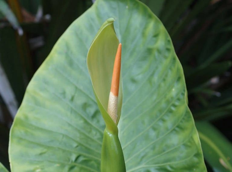 Do Elephant Ears Bloom? And When? - Pointer Verse