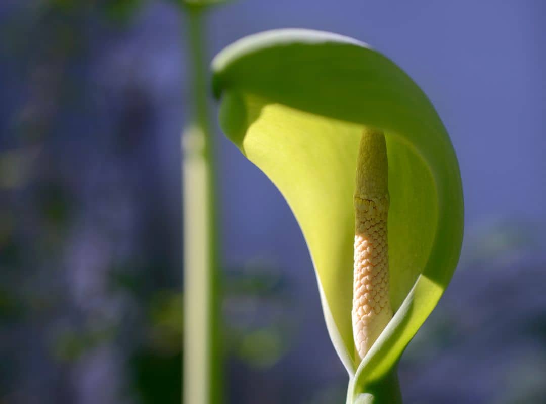 Do Elephant Ears Bloom? And When? - Pointer Verse