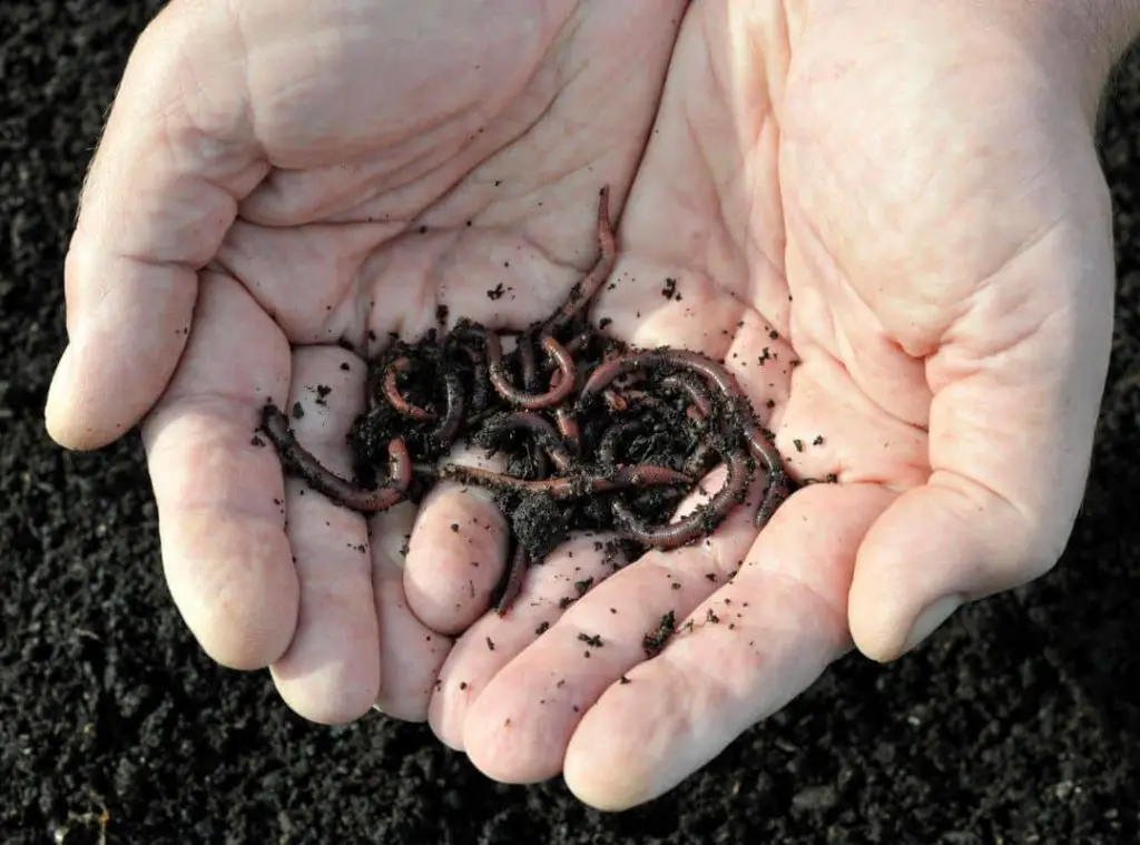 How Many Worms Do I Need For Composting