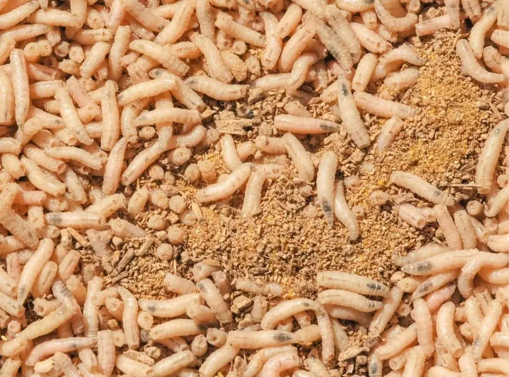 How To Avoid Maggots In Compost Bin