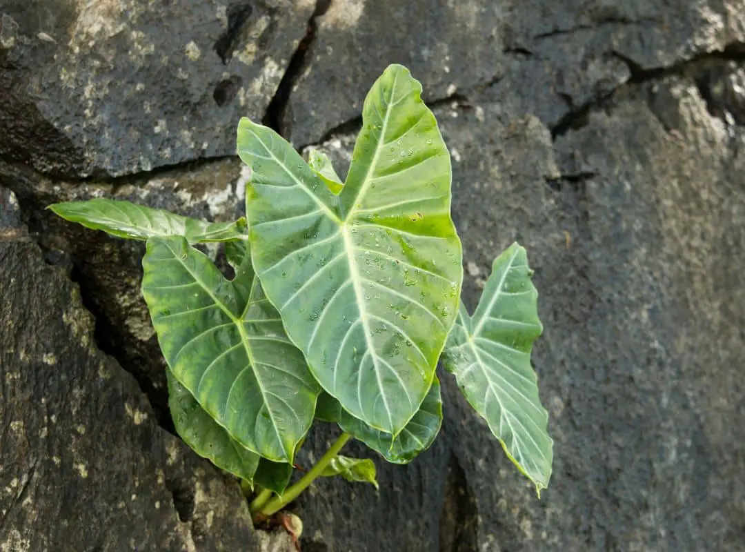 Do Elephant Ears Come Back Every Year ? - Pointer Verse