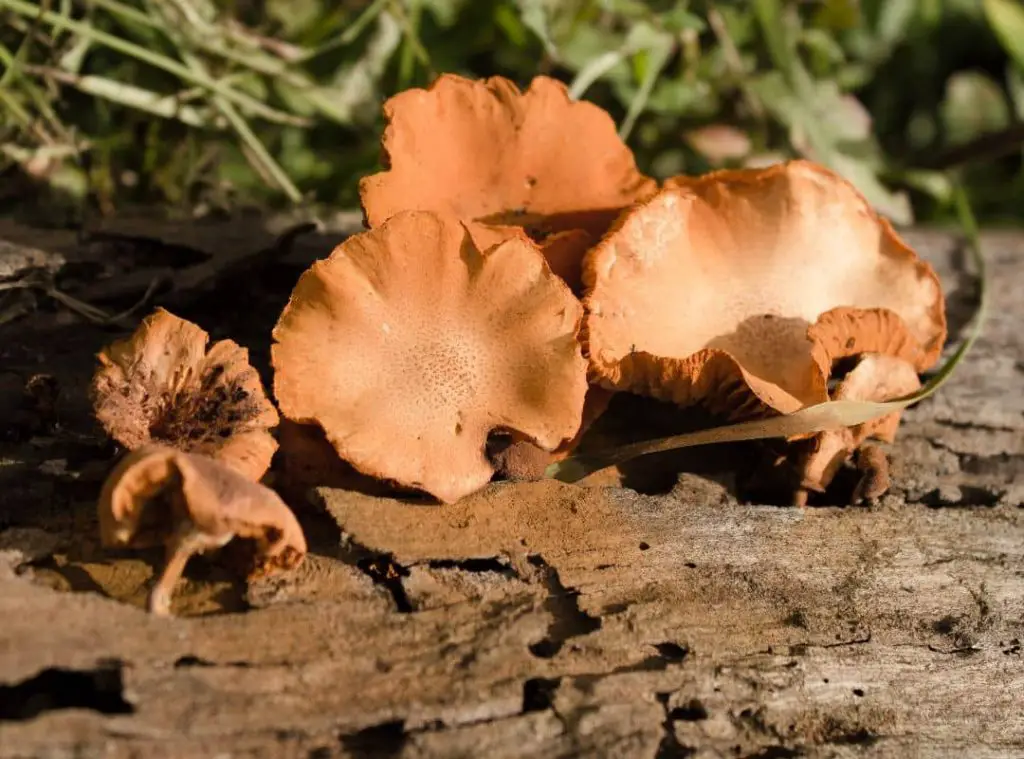 Log Mushroom Cultivation Common Questions