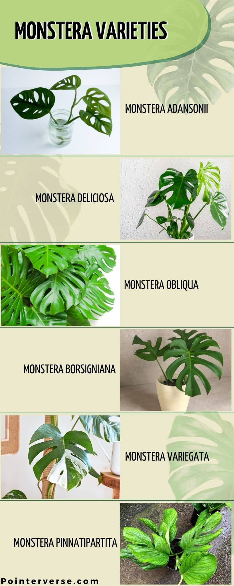 What Is So Special About Monstera Infographic 