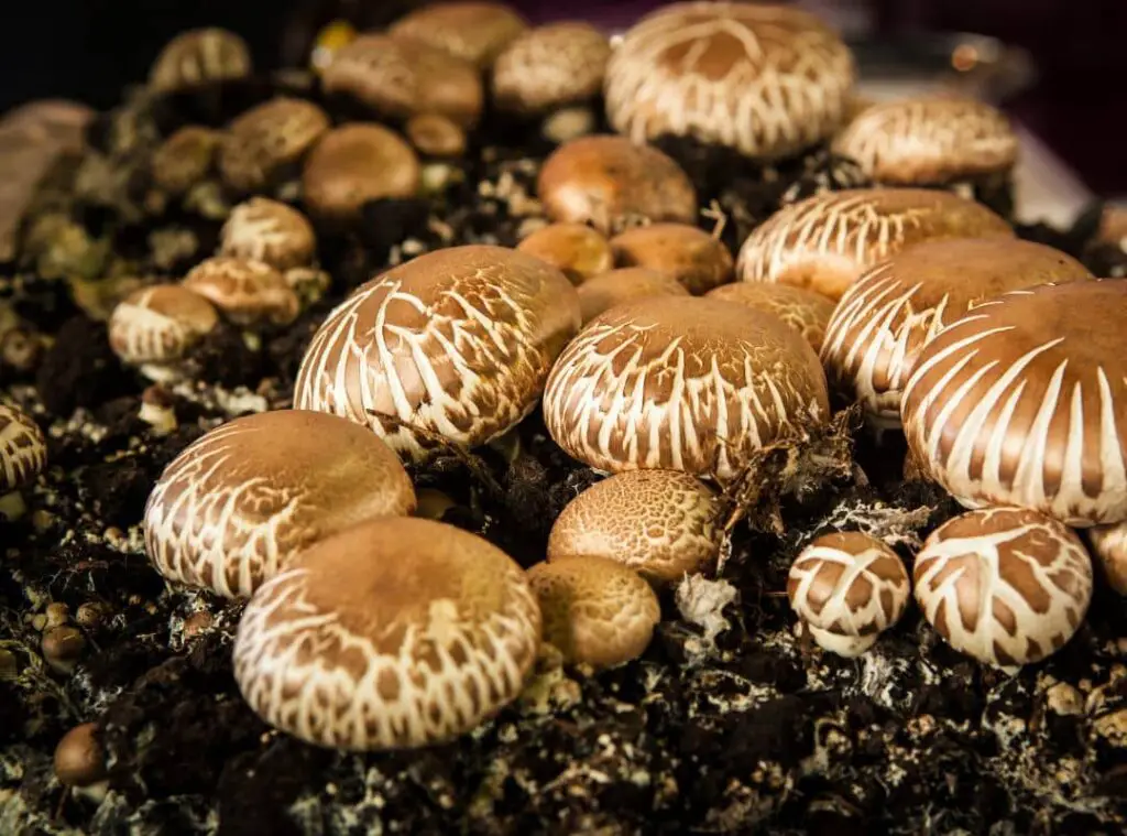 How Big Can Mushrooms Get