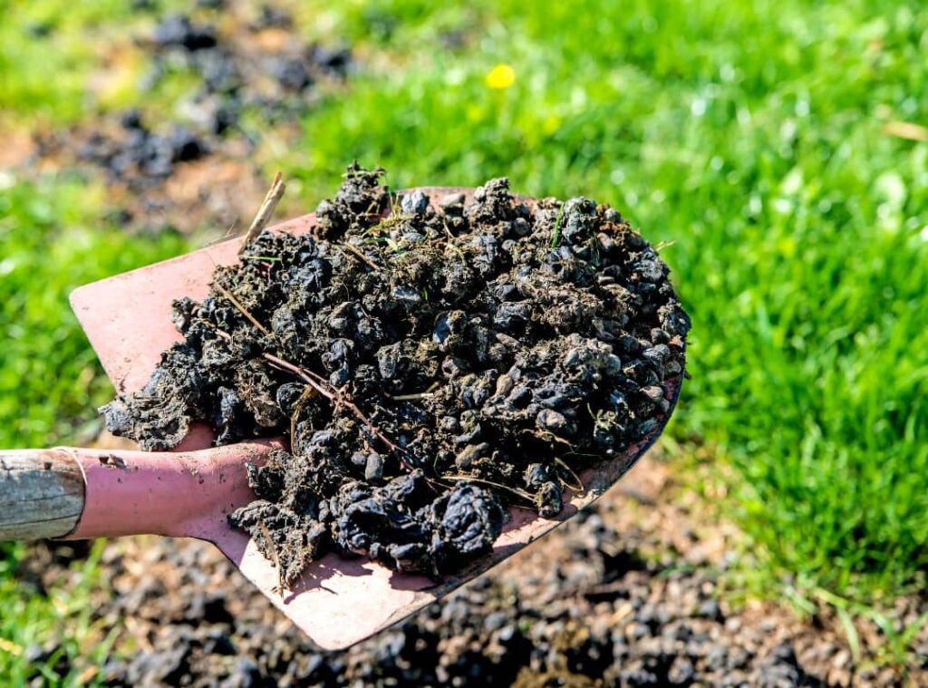 Is Horse Manure Good For Clay Soil