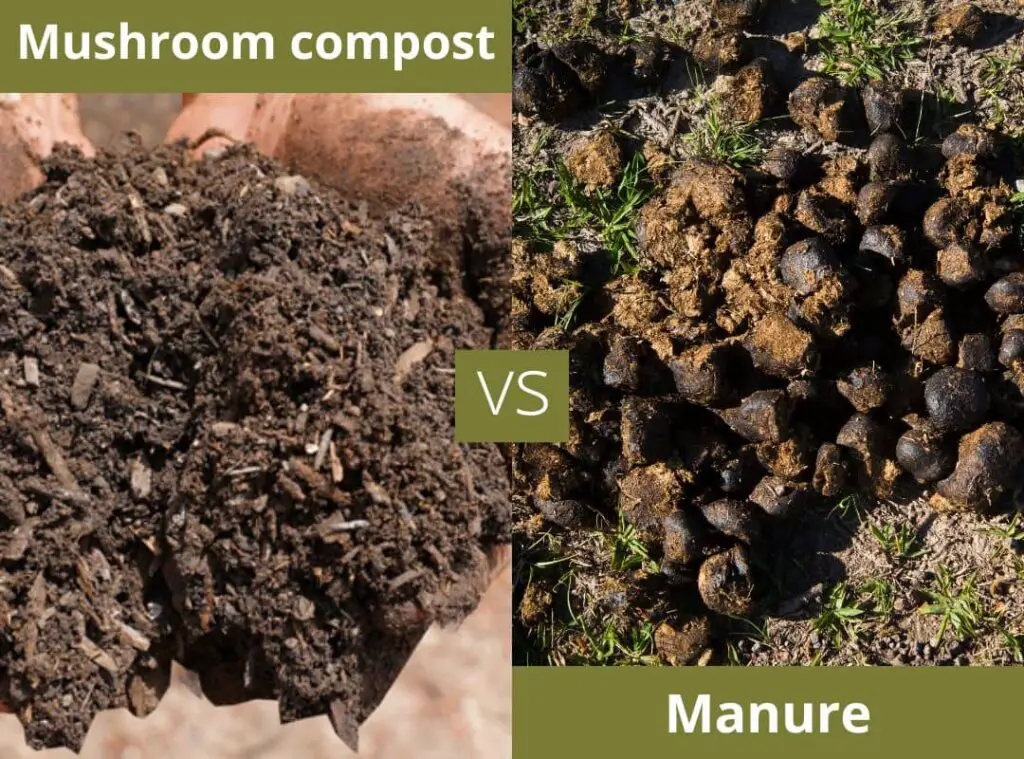 Mushroom compost vs manure