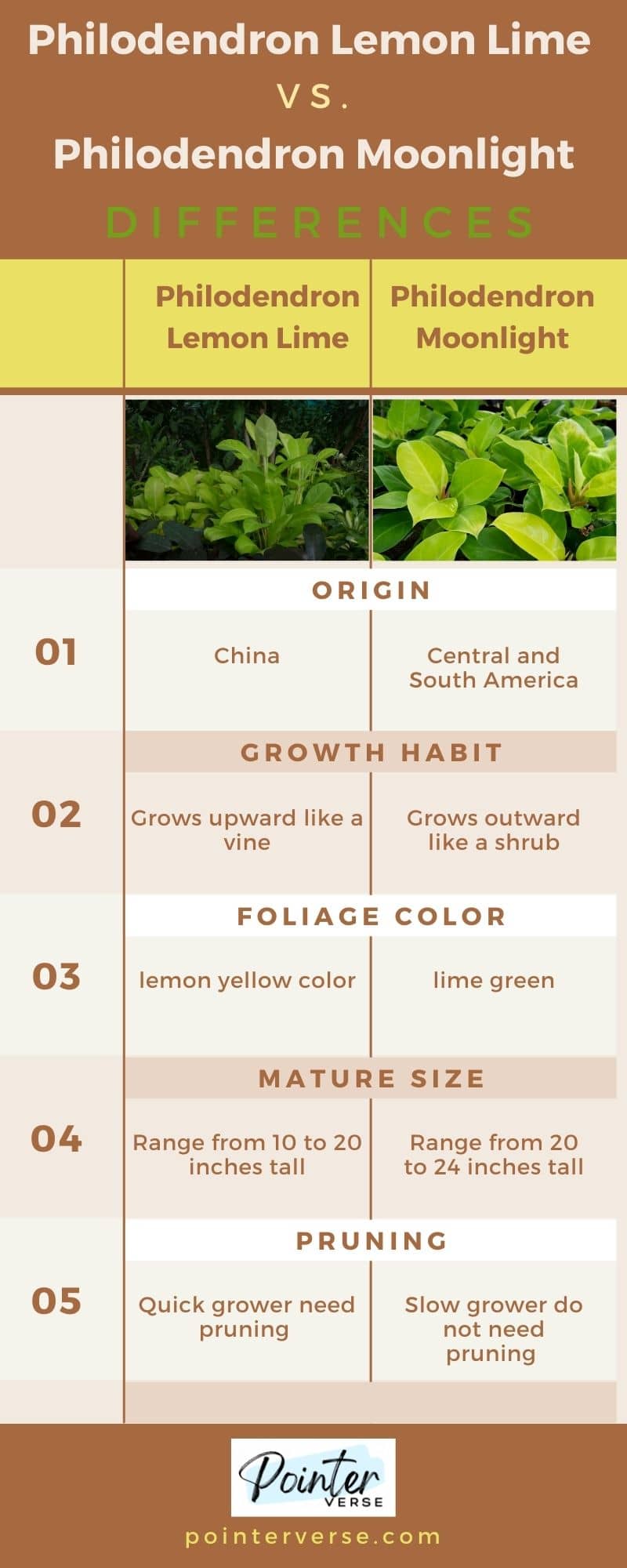 Philodendron Lemon Lime Vs. Moonlight infographic