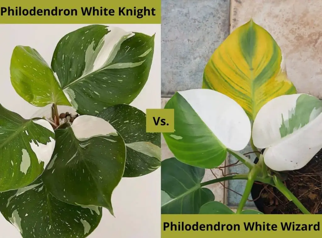 Philodendron White Knight Vs. White Wizard