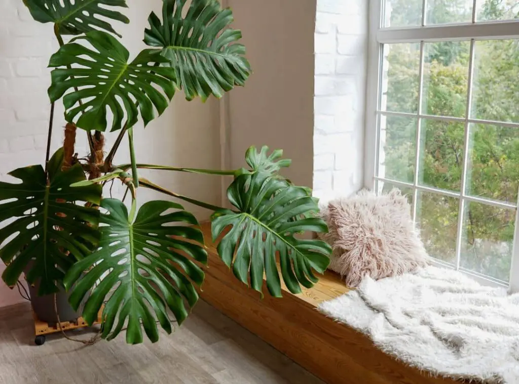 What Is So Special About Monstera