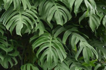 What Is So Special About Monstera