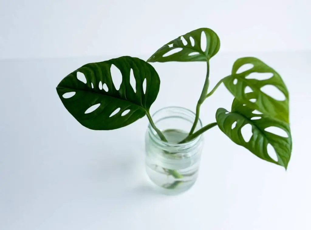 What Is So Special About Monstera 