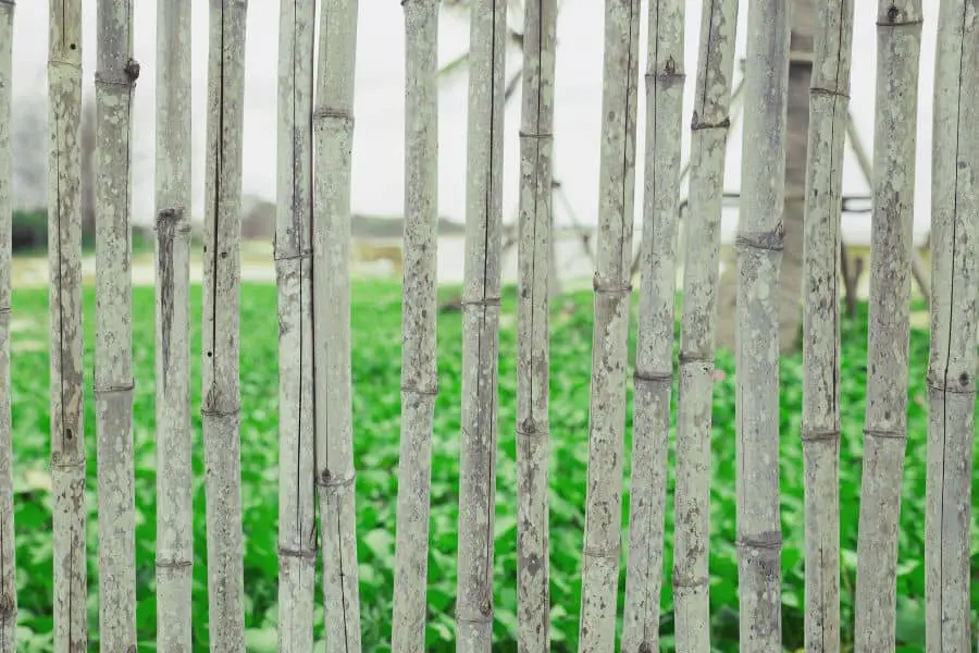 Fresh Cut Bamboo For Trellis