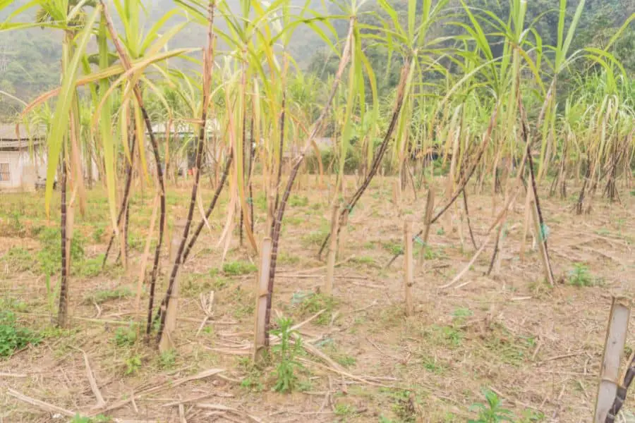 Fresh Cut Bamboo For Trellis