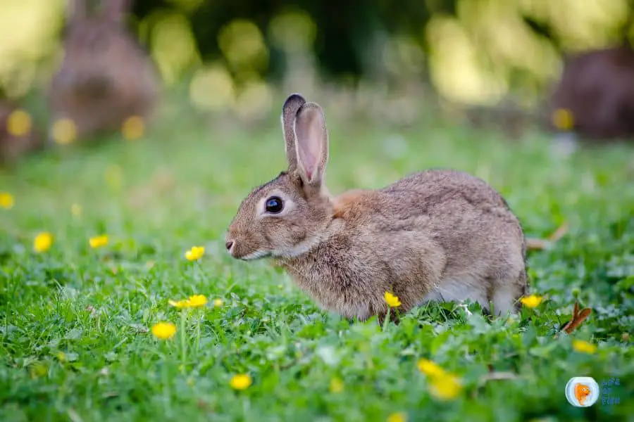 Will Plants Grow Back After Rabbit Damage