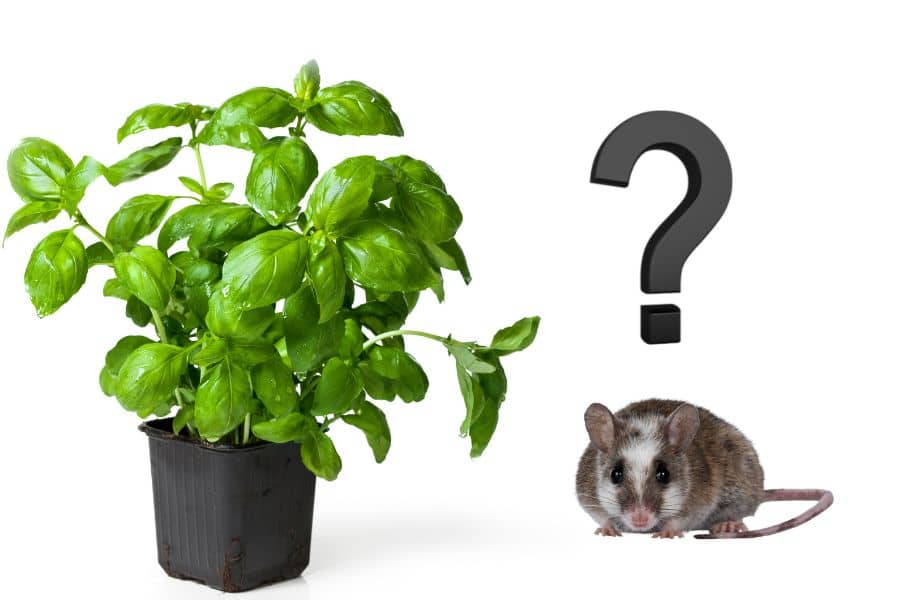 Do Mice Eat Basil Plants