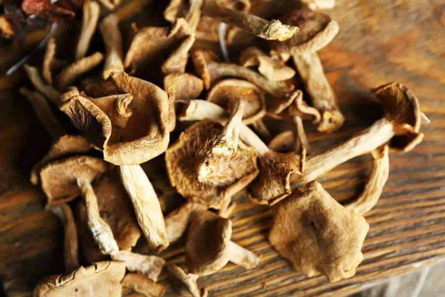 Can You Grow Mushrooms From Dried Mushrooms