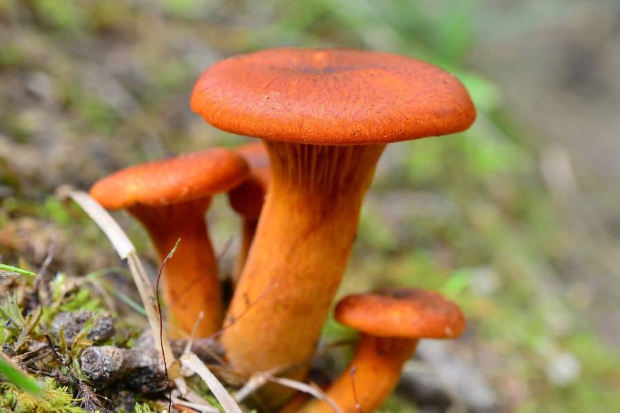 Cinnamon Cap Mushroom